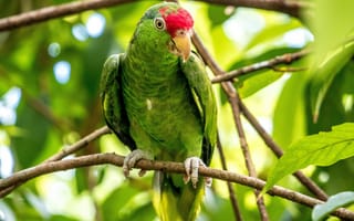 Картинка попугай, природа, зелёный, дерево, животные, тропики, птицы