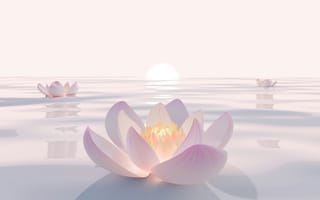 Картинка лотос, цветы, вода, закат, природа, спокойствие, красота