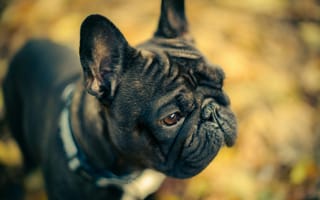 Картинка собака, французский бульдог, питомец, осень, природа, портрет, животное