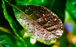 Картинка лист, капли, природа, зелень, вода, макро, растение, фото