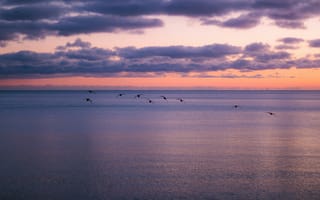 Картинка море, закат, птицы, облака, природа, пейзаж, спокойствие