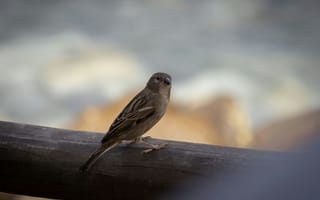 Картинка птица, природа, фото, обои, животные, пейзаж, свет