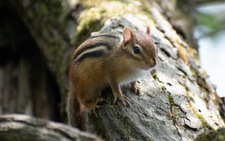 Картинка белка, природа, дерево, животные, лес, дикие животные, фотография