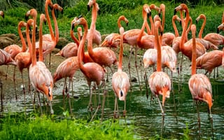 Картинка фламинго, птицы, природа, водоем, розовый, группа, ландшафт