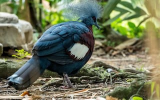 Картинка птица, природа, экзотика, фауна, красота, лес, цвета