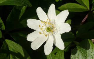 Картинка цветок, белый, природа, растение, лето, красота, флора