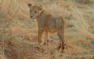 Картинка лев, детеныш, природа, дикие животные, африка, пейзаж, саванна