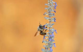 Картинка пчела, цветок, природа, макро, фото, растение, пыльца