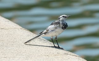 Картинка птица, природа, водоем, белая, черная, берег, лето