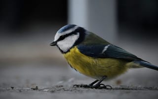 Картинка птица, синица, природа, животные, фото, обои, красота