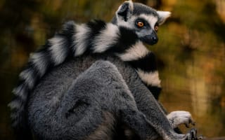 Картинка лемур, животные, природа, черно-белый, фото, дикие, млекопитающие