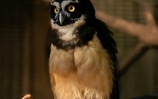 Картинка сова, птица, природа, дикая природа, животные, фотография, обои