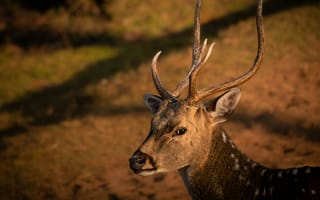 Картинка олень, природа, животные, дикие животные, фотография, пейзаж, мягкий свет