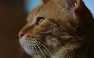 Картинка кот, животное, профиль, мягкий, глаз, шерсть, портрет