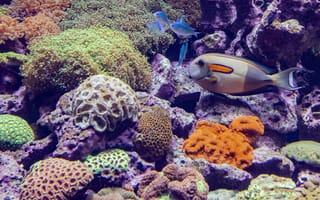 Картинка кораллы, рыбы, океан, подводный мир, аквариум, морская жизнь, цвета