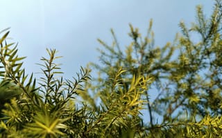 Картинка природа, деревья, небо, зелень, растения, лето, ландшафт