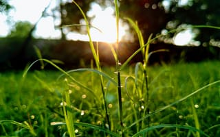 Картинка трава, солнце, природа, зелень, утро, вода, пейзаж