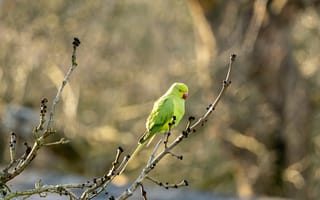 Картинка птица, зеленый, природа, ветка, животные, фото, обои