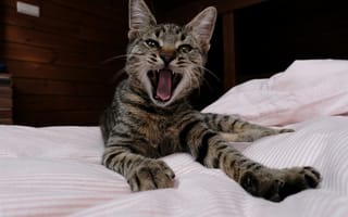 Картинка кот, питомец, домашний, зевок, мягкий, кровать, животное