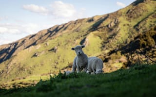 Картинка овцы, природа, пейзаж, горы, зелень, животные, пастбище