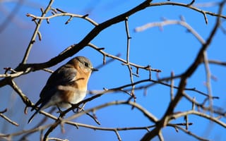 Картинка птица, природа, дерево, синий, ветки, животные, фото