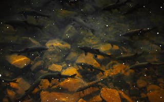 Картинка рыбы, вода, природа, камни, подводный мир, экосистема, пейзаж