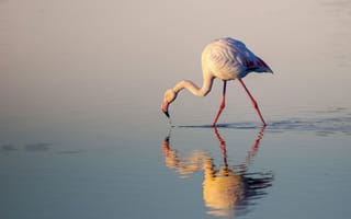Картинка фламинго, природа, водоем, отражение, птица, закат, пейзаж