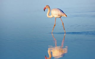 Картинка фламинго, природа, водоем, отражение, птица, синий, пейзаж