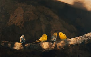 Картинка птицы, канарейки, природа, ветка, животные, цветные, фото