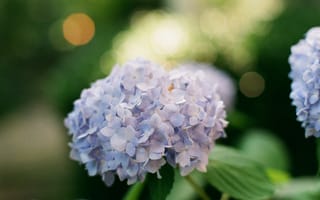 Картинка цветы, гортензия, природа, фото, обои, растения, красота