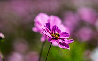 Картинка цветы, пурпурный, природа, макро, лето, красота, фотография