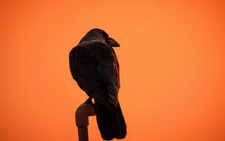 Картинка ворон, закат, птица, силуэт, небо, природа, одиночество
