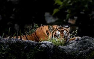 Картинка тигр, дикая природа, животные, пейзаж, охота, зеленый, фото, мрак, красота, природа