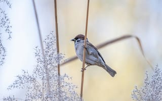 Картинка птица, природа, фото, обои, пейзаж, весна, животные