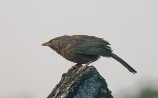 Картинка птица, природа, фотография, животные, пейзаж, свобода, крылья