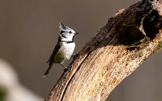 Картинка птица, природа, дерево, фото, животные, пейзаж, красота