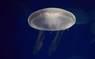 Картинка медуза, океан, глубина, прозрачный, водный мир, красота, животные