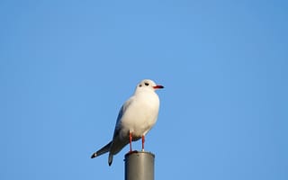 Картинка птица, небо, белый, серая голова, орнитология, природа, пейзаж