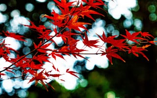 Картинка красные листья, осень, природа, фон, размытость, дерево, пейзаж