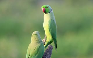 Картинка попугаи, природа, животные, зеленый, птицы, фото, обои