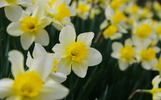 Картинка цветы, нарциссы, природа, желтый, весна, сад, красота