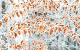 Картинка зима, лед, листья, природа, снег, фотография, холод