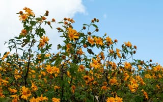 Картинка цветы, природа, жёлтые, растения, небо, лето, ландшафт