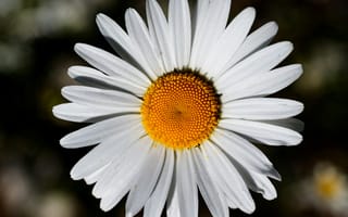 Картинка цветок, ромашка, природа, лето, белый, желтый, красота