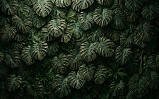 Картинка листья, растения, зелень, фон, природа, обои, текстура