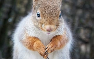 Картинка белка, природа, животные, лес, фото, дикие животные, милый