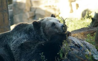 Картинка медведь, природа, животные, лес, дикие животные, фотография, отдых