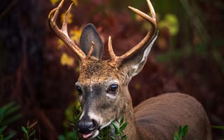 Картинка олень, природа, животные, лес, дикие животные, фотография, пейзаж