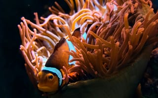 Картинка рыба, анемона, океан, подводный мир, красота природы, морская жизнь, цвета
