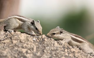 Картинка белка, природа, животные, фото, камень, друзья, дикие